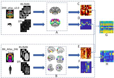 Connectivity reveals homology between the visual systems of the human and macaque brains